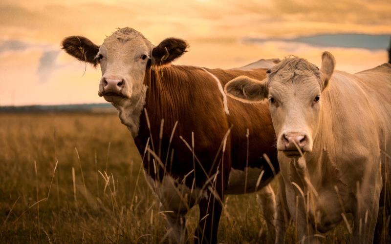 Tripura Boosts Farmers with New Livestock Insurance