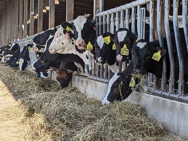 Wisconsin Dairy Group Calls for Farm Support Policies