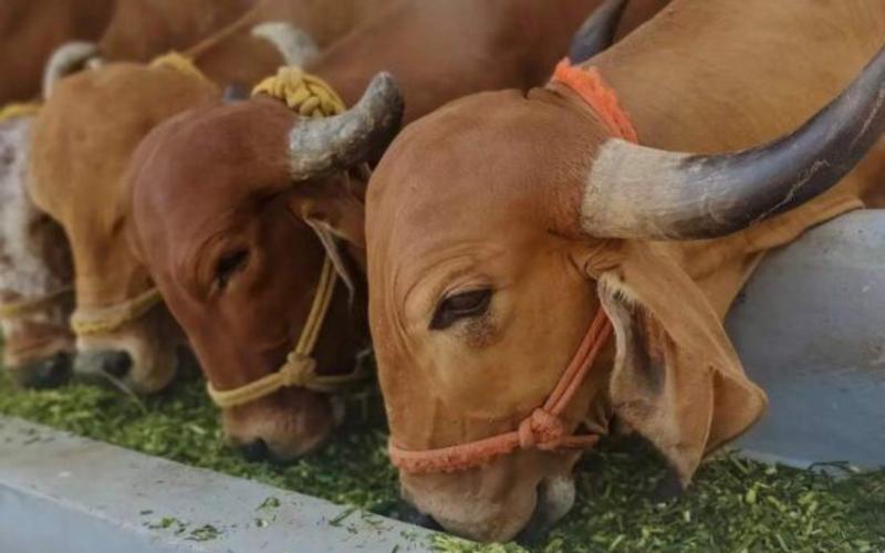 a2 Milk to Launch Paediatric Nutritional Supplements in China by 2026