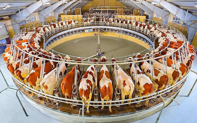 GEA AutoRotor Magnum 40 efficient internal rotary milking parlor