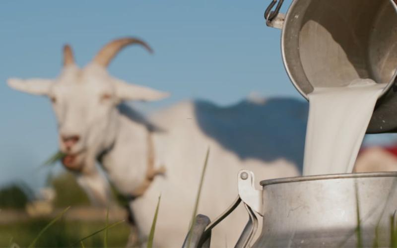 Goat Milk: Price Rises 6.6% Due to Reduced Production