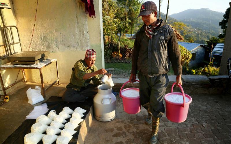 El sector lácteo de Nepal liquida el atraso en pagos en medio de desafíos económicos