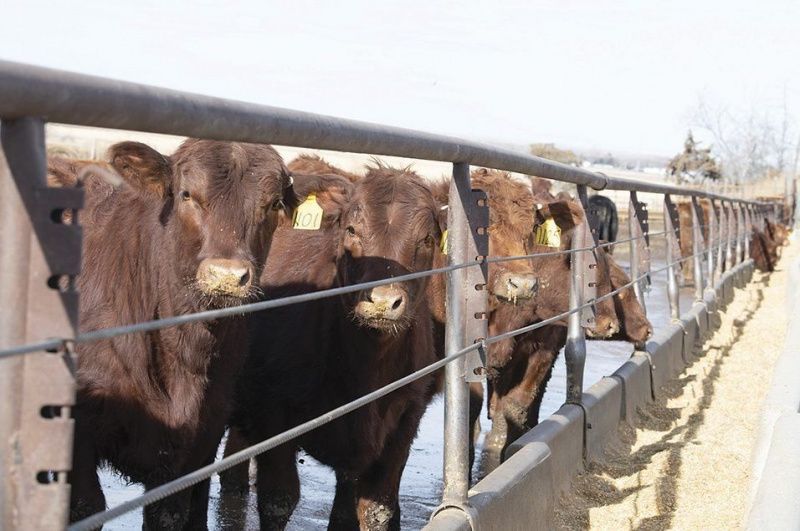 Soybeans Offer Cattle Producers Alternative Protein Sources
