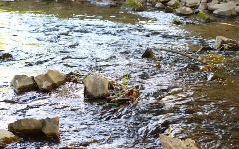 Iowa Dairy Fined $38,000 for Manure Spill Affecting Fish Population