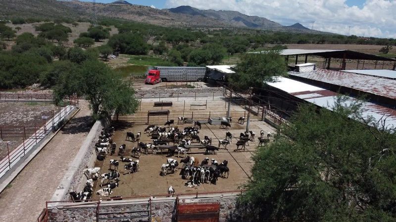 Hayvan Zararlılarının Zamanında Tespiti, Aguascalientes'te Yayılmayı Önledi