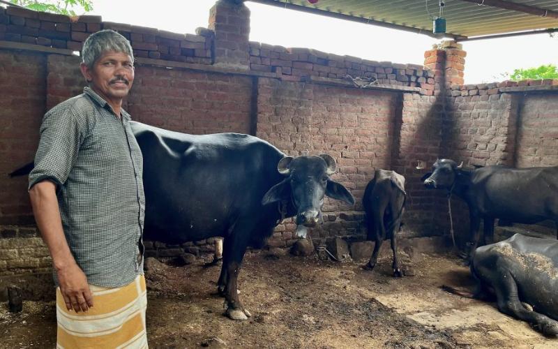 Bihar Faces Dairy Production Challenges Amid Protein Shortfall