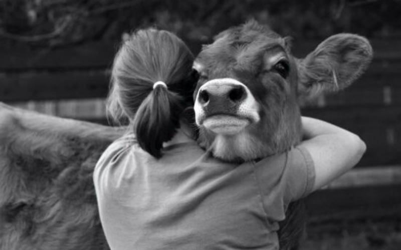 India-EU Trade Agreement: Implications for Dairy Sector Protection