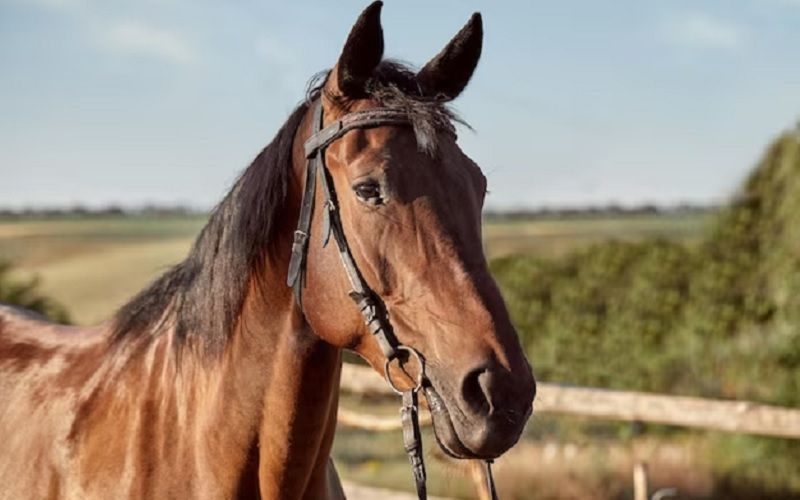Немецкая технология глубокой сублимации запущена в Северо-Казахстанской области для переработки кобыльего молока Немецкая технология глубокой сублимации запущена в Северо-Казахстанской области для переработки кобыльего молока