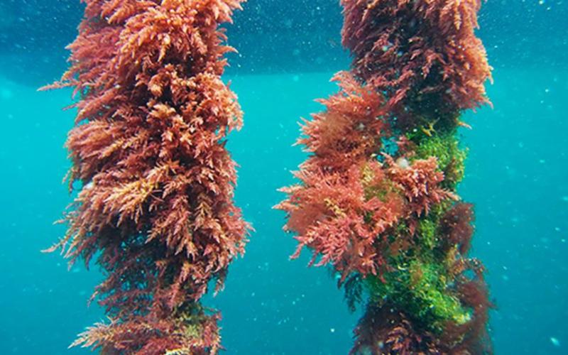 An Australian Farm Bets on Seaweed to Limit Cattle Methane and Combat Climate Change