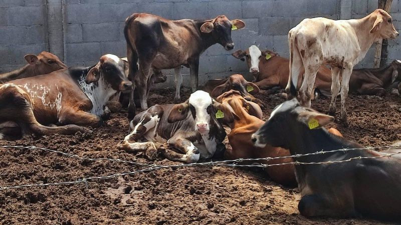 Ahome Authorities Invite Livestock Farmers to Free Good-Practice Training