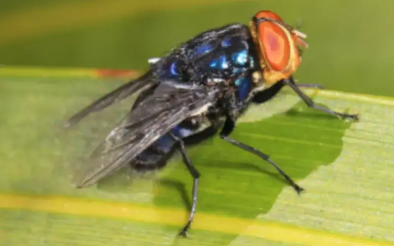 Sterile Flies to Combat Screwworm Transmission in Mexico