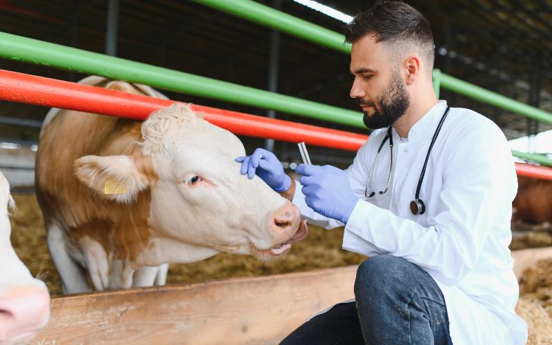 خطة فرنسا الطارئة للتطعيم لمكافحة مرض الجلد العقدي