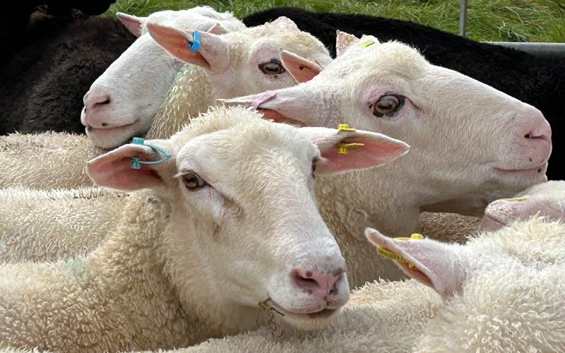 Dizzard Çiftliği, Cornwall'da Koyun Sütü ve Peynir Üretimine Başladı