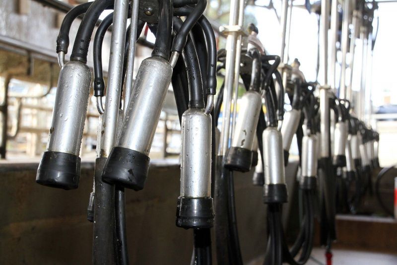 Fonterra's Milk Price Cut Is Expected to Reverse