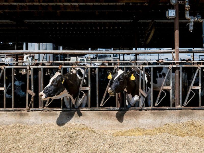 California dairies test vermifiltration as an alternative to anaerobic digesters
