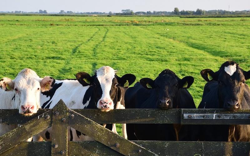 United Dairy Unveils $2.3M Expansion, Boosting Ohio Dairy