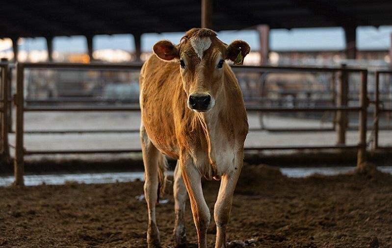 Dairy Plus Program Awards Nearly $18 Million to Advance Greenhouse Gas Reduction Projects on California Dairies