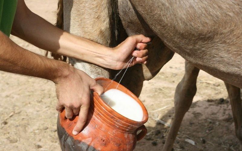 Мировой рынок продуктов из верблюжьего молока к 2032 году достигнет 25,04 млрд долларов США