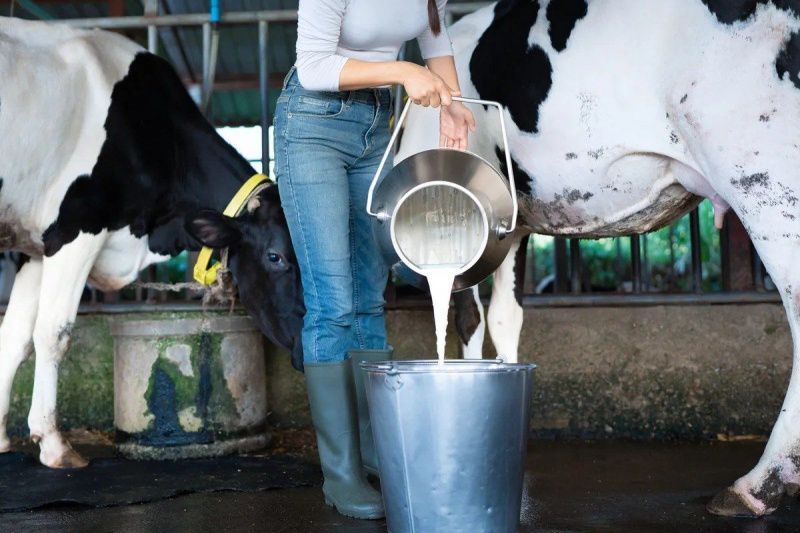 Kenya's dairy programme will train 1,500 farmers