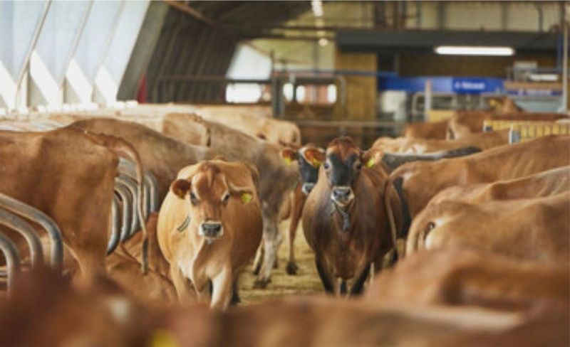 Brazil’s spot milk price falls to R$2.586 a litre as production costs rise