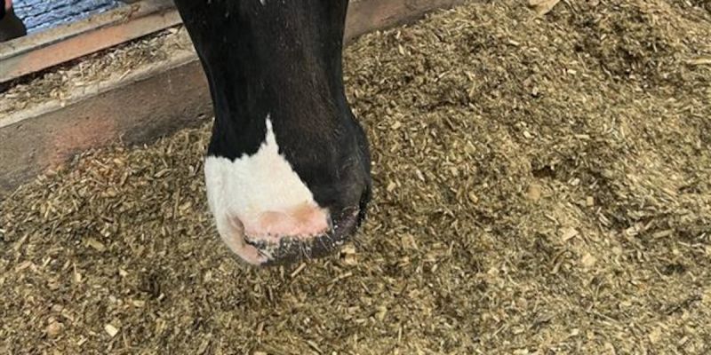 Adopt a Dairy Cow Initiative Supports Wisconsin Food Pantries