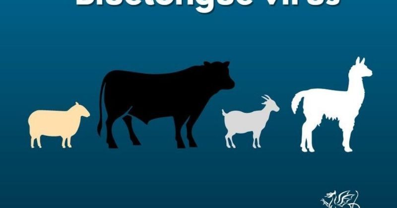 West Wales farmers are urged to attend Bluetongue meeting