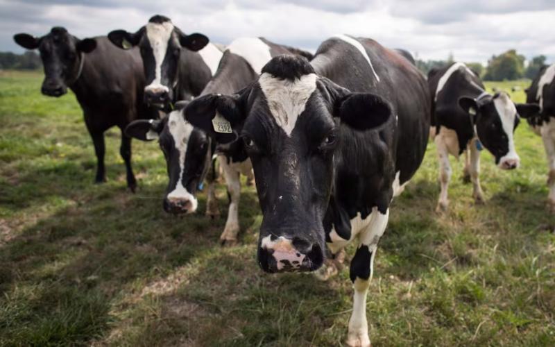 Nestle Withdraws from Dairy Methane Reduction Initiative