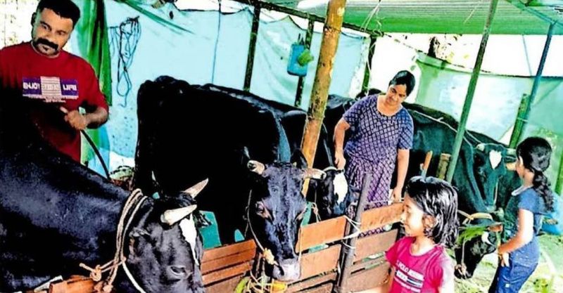 喀拉拉邦的一对夫妇建造了一个乳制品农场并扩大了豆蔻种植