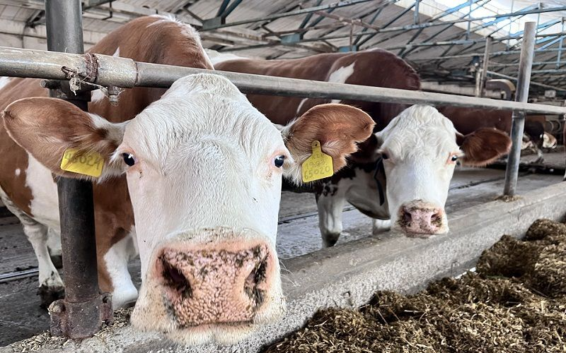 Global Alert on H5N1 Avian Influenza in Cattle: Dairy Industry Implications