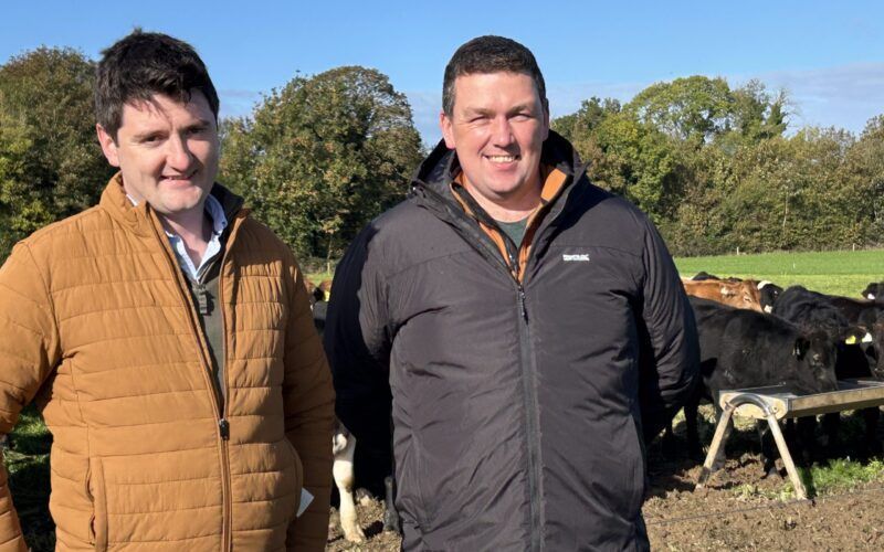 An Irish Dairy-Beef Trial Offsets Falling Cattle Numbers