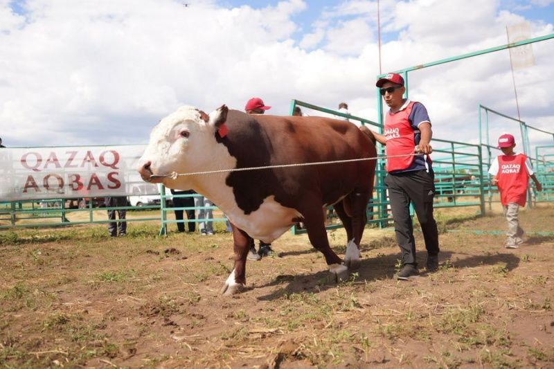 Победители конкурса лучших быков на Agro Fest-2026 в Казахстане Победители конкурса лучших быков на Agro Fest-2026 в Казахстане