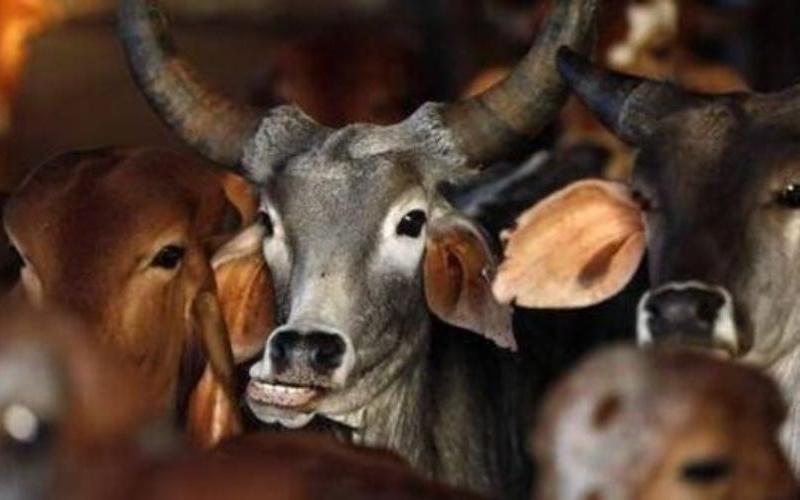 Detección del virus H5N1 en leche cruda genera preocupaciones de bioseguridad en el sector lácteo