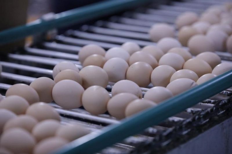 Akkol Kus Poultry Farm to More Than Double Egg Production Annually