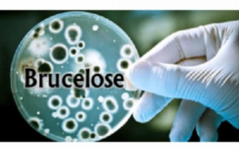 Health Alert in Jalisco: 20 Brucellosis Cases Confirmed