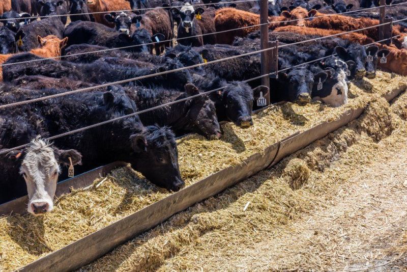 FeedMatch Group launches buyer-first animal-feed procurement platform