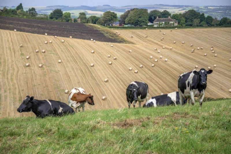 Heatwaves Cause Significant Drop in UK Milk Deliveries