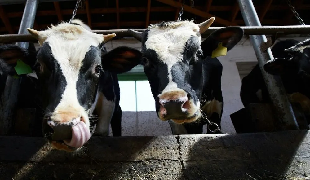 Cyberattack Disrupts Russian Dairy Supply Chain