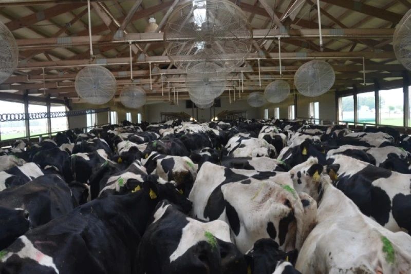 Cattle Markets Increase Revenue for U.S. Dairy Farms