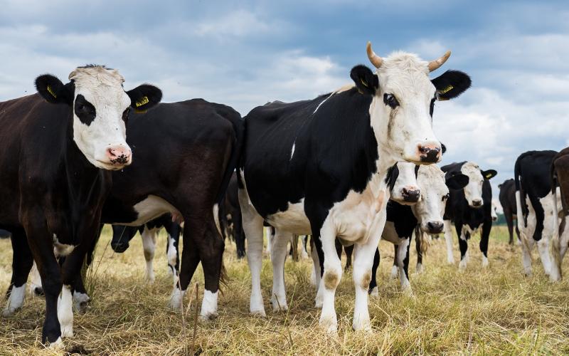 GDT Sees Price Uptick After Series of Declines