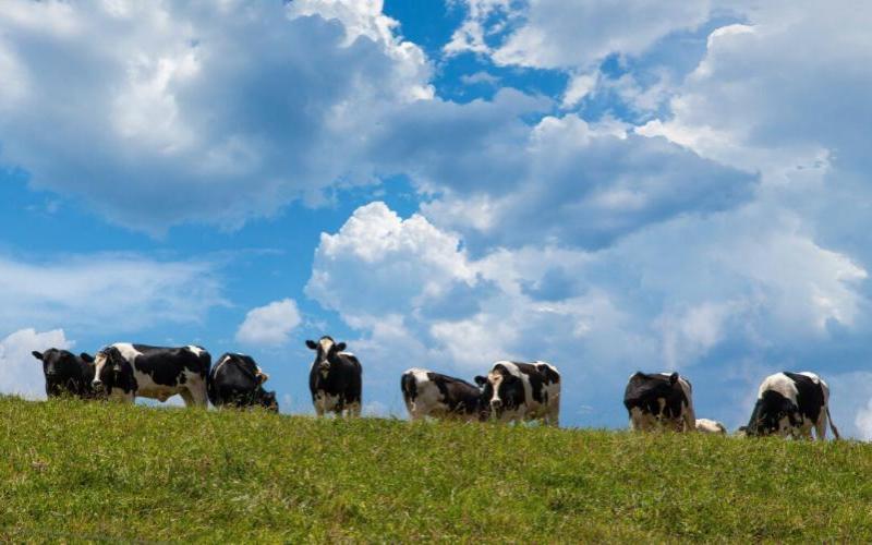 Struggling Dairy Farmers in Maharashtra Confront Financial Crisis