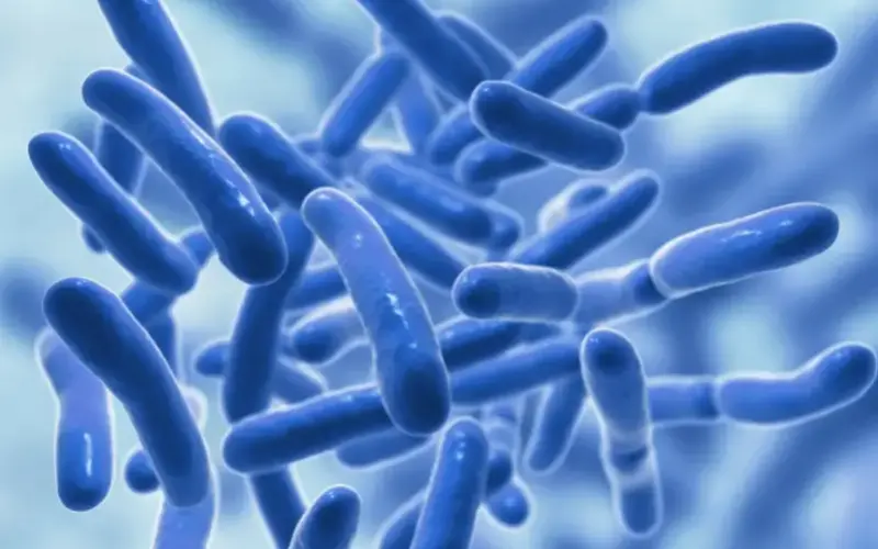 India’s probiotics market doubles in 5 years, hits Rs 2,070 cr in 2025