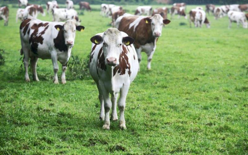 Dairy farmers to vote on processors' role