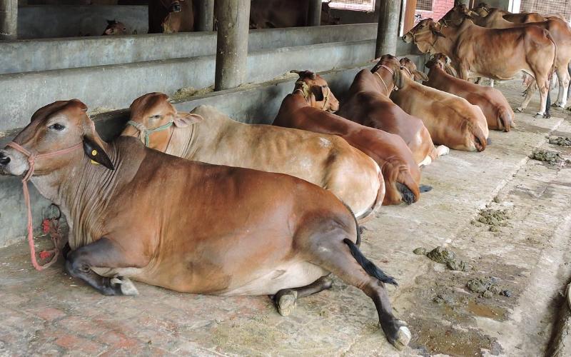 India’s Dairy Future: Prioritize Indigenous Cattle