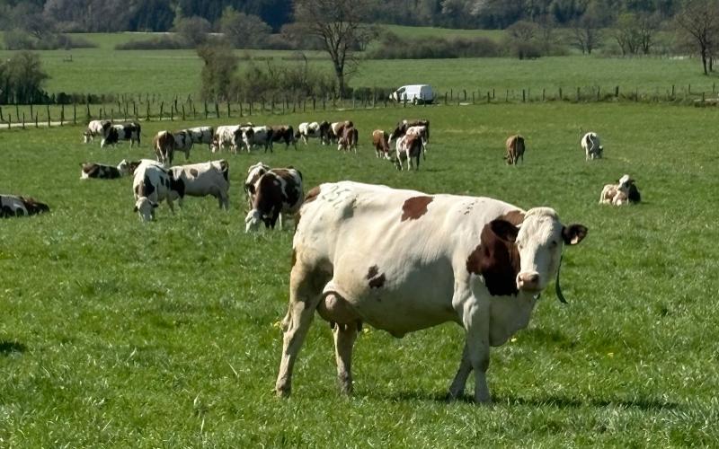 Montbéliarde: del campo al Comté