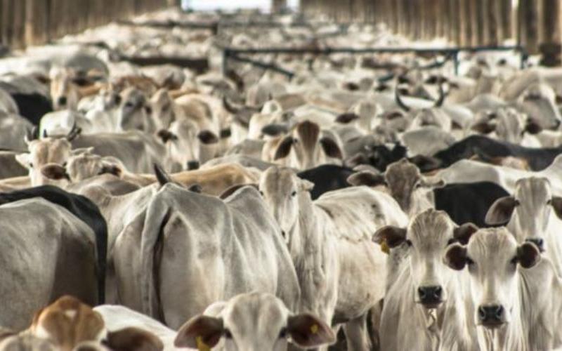 Çevre İhlalleri Nedeniyle Yüksek Mahkeme Soria'daki Büyük Ölçekli Süt Çiftliğini Engelledi