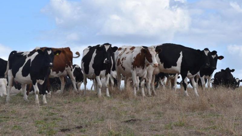 Cancellation of Murray-Darling Projects Risks Australian Dairy Output