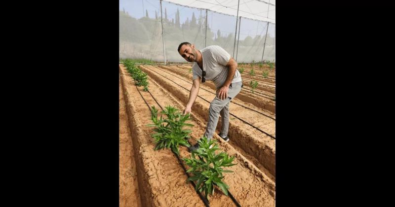 分子农业实现红花籽中酪蛋白的生产