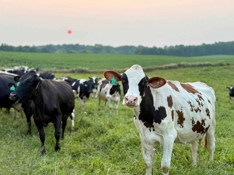 Family-Owned Dairy Farms Thrive Amid Decline in Michigan