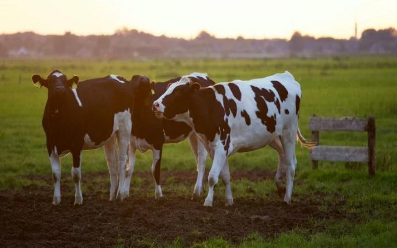 Who Will Lead Australia's Dairy Future