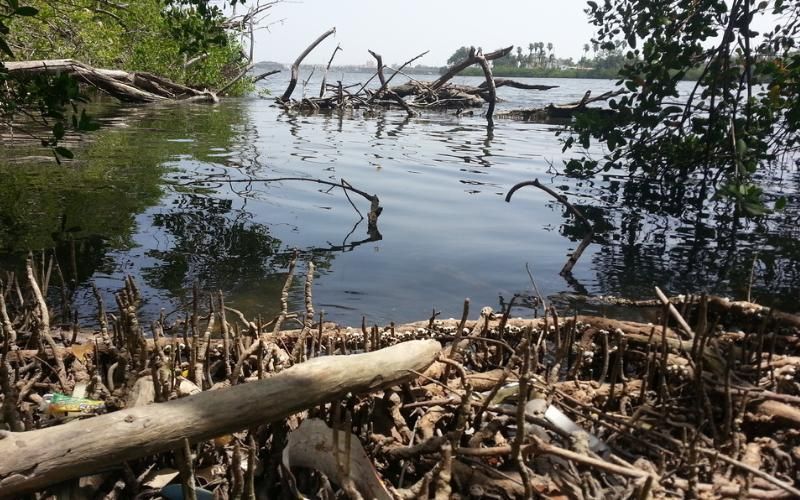 Environmental Concerns Arise Over Illegal Dairy Waste Disposal in Tampico